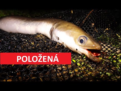 Video: Úhoř - životní Cyklus Od Narození Do Smrti (poznejme úhoře)