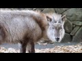ショートサーキット出張版読み上げ動画5798 ショートサーキット出張版読み上げ動画5798