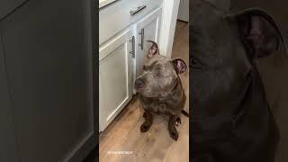 My Dogs Morning Routine ASMR #viral #asmr #doggrooming #dogbath #satisfying #asmrsounds My Dogs Morning Routine ASMR #viral #asmr #doggrooming #dogbath #satisfying #asmrsounds