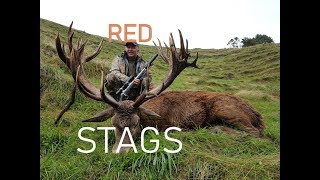 REDSTAG RED STAG