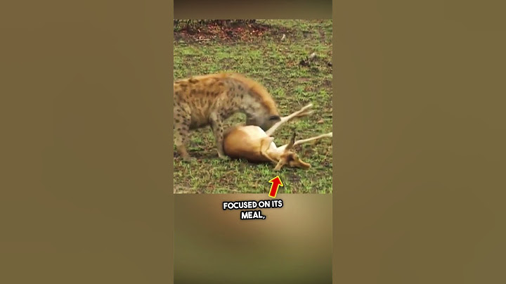 Clever Impala Outsmarts Hyena and Cheetah in Shocking Twist! (watch till the end) #shorts
