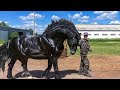 दुनिया के 13 सबसे शक्तिशाली और सबसे बड़े घोड़े | 13 Most Powerful and Largest Horses on the Planet