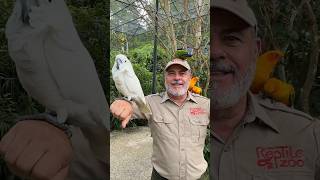 This White Cockatoo Is An Absolute Beauty🤩