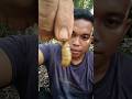 pok anai anai belalang kupu kupu