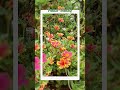 Peace • Beauty #flowers #nature #youtubeshorts #shorts #natural flowers #trendingshorts