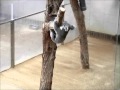 コアラと飼育員さん