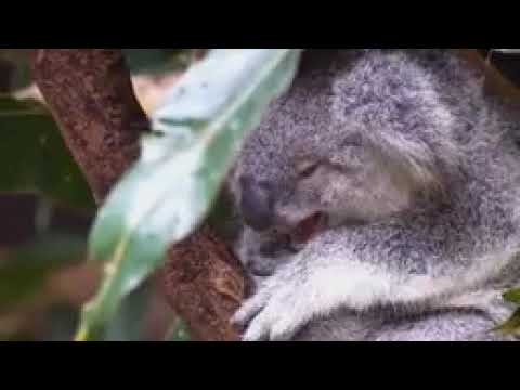 Wildlife In HD Windows 7 Sample Video 2