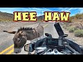 The Warm Up Ride  EP4  Oatman to Apache Gold Casino
