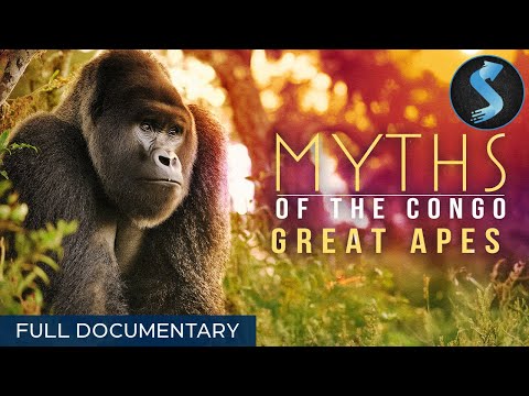 Gorillas, Chimps and Bonobos of the Congo