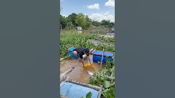 Mùa nước nổi câu Cá Vồ Đém siêu to khổng lồ làm Lẩu Mắm rau tập tàng #fishing