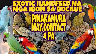 BOCAUE BULACAN PET MARKET , TIANGGE NG MGA MURANG HAYOP, MURA NA MAY DISCOUNT PA! vlog#411