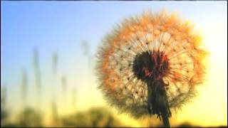 Download Lagu Beautiful recitation by saad al ghamdi -  surah hud with urdu translation MP3