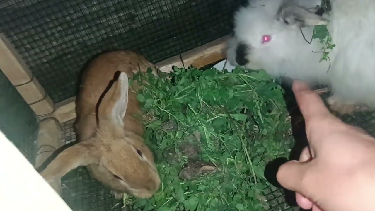 QUYON 🐇BEZNESIDAN NOLDAN 2000$GACHA OYIDA DAROMAT😱