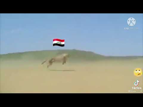 اخوي حزام ضهري شلون ما افزعله