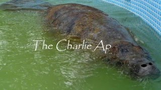 Manatees On The Edge -  Saving Charlie