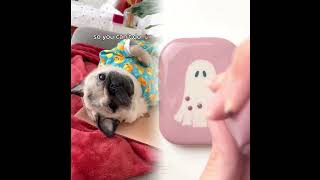 1Averybusymorninginloulou’slife😂(Songbytheholdernes