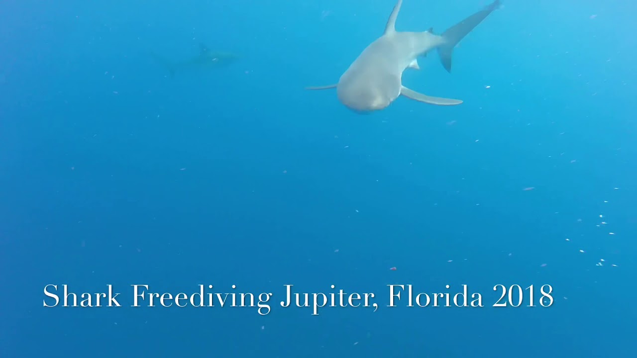 Shark Diving in Jupiter, Florida YouTube