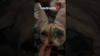 Making a mask! Colorpoint kiteh #art #therianmask #paint#mask #theriangear #notatherian #kitty#furry