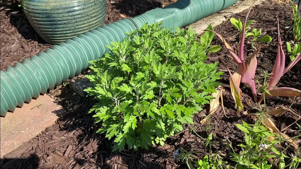 How to Prune Mums YouTube