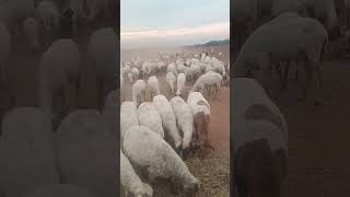 big sheep revad big soundsanimalsdesishortvideo