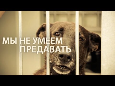 Мы не умеем предавать (Международный День Животных)