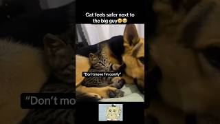 Don’t move🥹 #fyp #viral #animals #cat #cats #dog #dogs #pets #siblings #germanshepherd #fypシ #yt