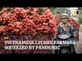 Lychee farmers in Vietnam see profits fall because of Covid-19 trade restrictions