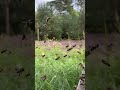 Honigbienen kehren vom Sammelflug zurück zum Bienenstock