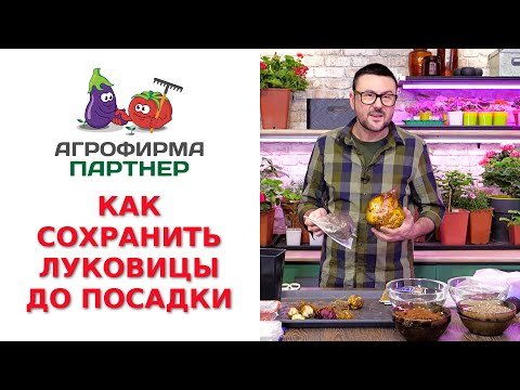 Как сохранить луковицы рябчика до весны в домашних условиях