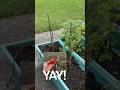Tomatoes came back to life! #garden #plants #tomato