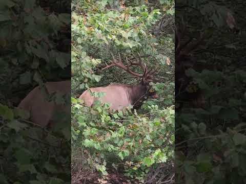 олень кричіть у