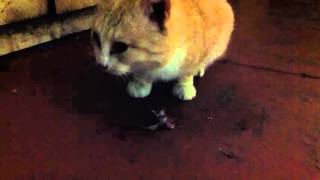 Как ловить мышей - используем хищных животных / Cat eating mouse Как ловить мышей - используем хищных животных / Cat eating mouse