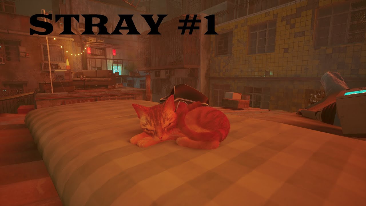 STRAY un gattino coraggioso #1