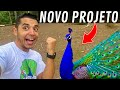 Fazendo Projeto para os PAVÕES , quanto vai CUSTAR ? | Cuidando do Nosso Galo Chabo | Aves Recriar