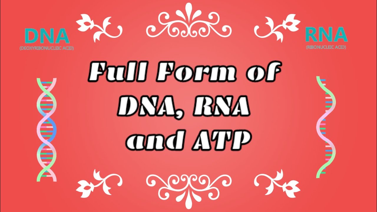 Full Form Of DNA RNA And ATP DNA RNA And ATP Ka Full Form healthgk11 prostitution-meaning-in-hindi-prostitution-ka-matlab-kya-hota-hai