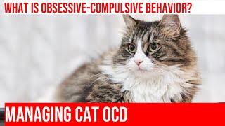ObsessiveCompulsive Behaviors in Cats: Recognizing & Addressing Them