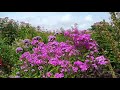 Stylish Pollinator Garden | Garden Tour