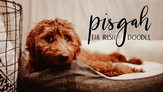 Pisgah | The Irish Doodle | Full Time RV Doodle