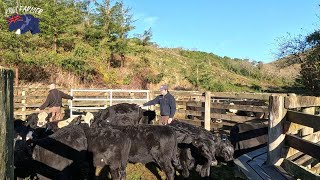 Angus Beef Calf Weaning Autumn 2024