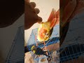 cute Bird💝💝🥰😍💕😄#shorts#Bhama#creative#shorts video