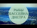 Рыбы бассейна Днепра