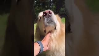 Pure bred dogs can sure have it rough. Often sick and don’t live very long. #goldenretriever