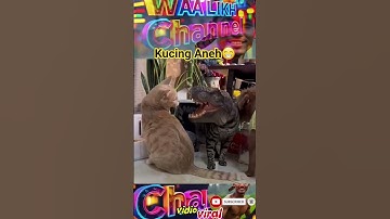 kucing berkepala dino viral #shorts #hiburanlucu