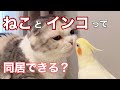 なんで猫とインコが一緒に暮らせるの？Why can cats and birds live together?