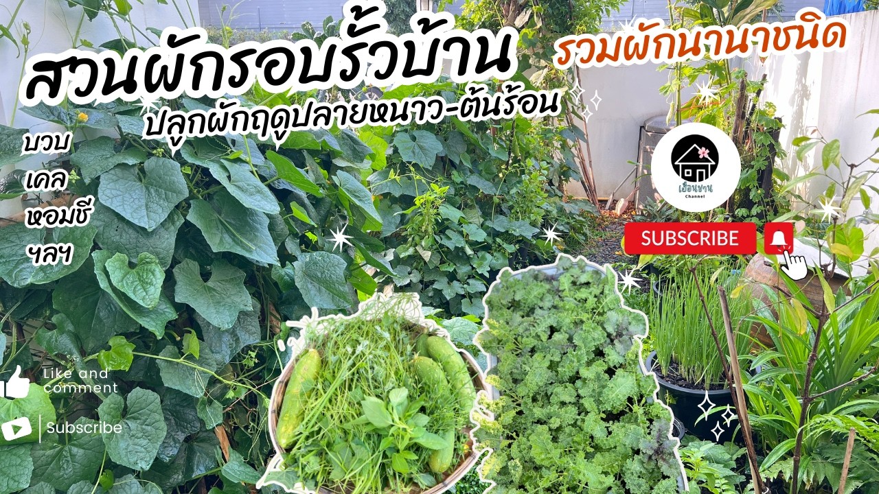 ลัดเลาะชมสวนเก็บผักสวนครัวรอบรั้วบ้าน I เฮือนชาน
