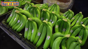 Quy trình thu hoạch chuối và táo của người nước ngoài