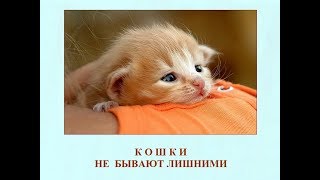 Автор ролика Виталий Тищенко (Ростов-н/Д). Кошки не бывают лишними