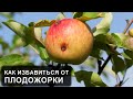 Червивые яблоки на дереве. Яблонная плодожорка, что делать и как бороться с плодожоркой?