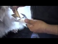 Lowchen Grooming の動画、YouTube動画。