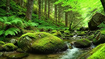 Calm River Ambience & Classical Piano Music | The Perfect Background for Reading